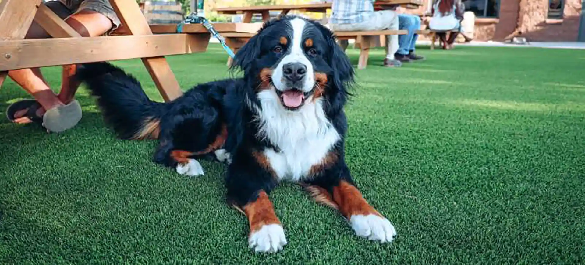 dog relaxing on artificial grass